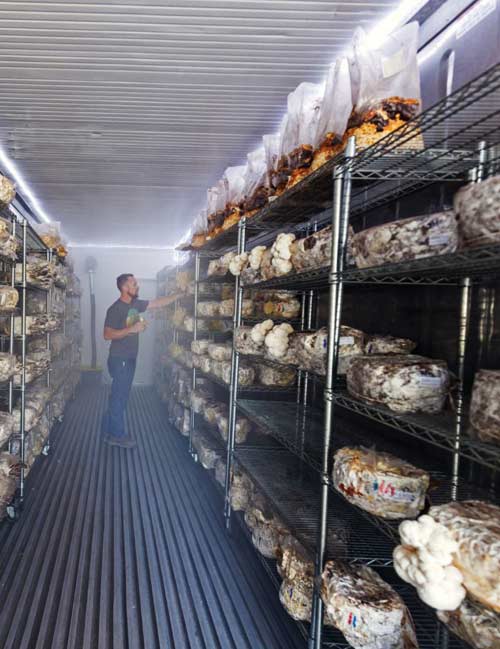 کانکس پرورش قارچ